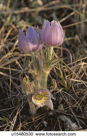 Stock Image - western, crocus, emblem, flower, saskatchewans, prairie. Fotosearch