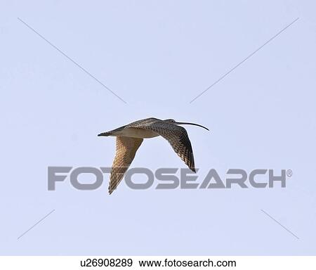 Stock Photo - western, curlew, saskatchewan, scenic, flight, longbilled. Fotosearch