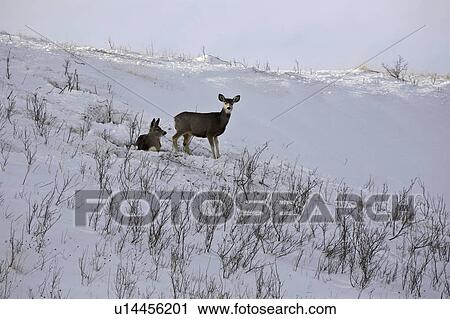 Stock Image - western, deer, habitat, hermionus, odocoileus, mule. Fotosearch