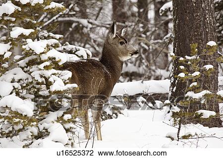 Stock Image - western, deer, habitat, hermionus, odocoileus, mule. Fotosearch