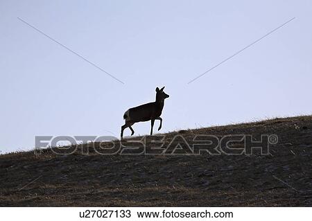 western, deer, habitat, hermionus, odocoileus, mule View Large Photo Image Stock Image - western, deer, habitat, hermionus, odocoileus, mule. Fotosearch