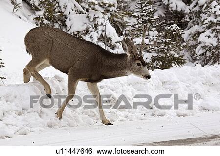 Stock Photograph - western, deer, habitat, hermionus, odocoileus, mule. Fotosearch