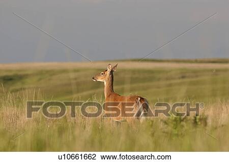 western, deer, saskatchewan, scenic, field, whitetailed View Large Photo Image Stock Image - western, deer, saskatchewan, scenic, field, whitetailed. Fotosearch