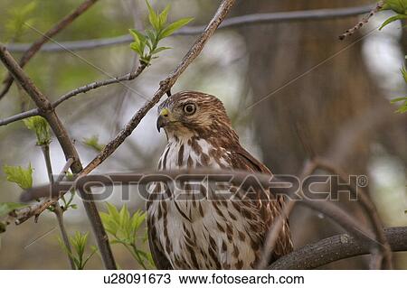 Stock Image - western, falcon, saskatchewan, scenic, tree, merlin. Fotosearch
