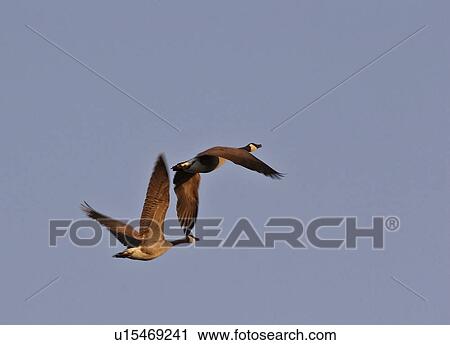 western, geese, saskatchewan, scenic, flight, canada View Large Photo Image Stock Image - western, geese, saskatchewan, scenic, flight, canada. Fotosearch