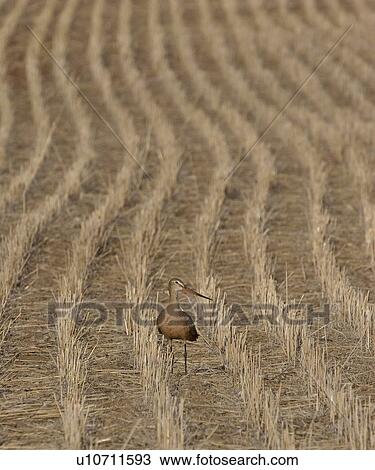 western, godwit, saskatchewan, scenic, field, marbled View Large Photo Image Stock Image - western, godwit, saskatchewan, scenic, field, marbled. Fotosearch
