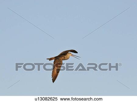 Stock Photography - western, godwit, saskatchewan, scenic, flight, marbled. Fotosearch