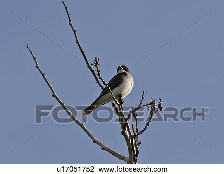western, kingbird, saskatchewan, scenic, tree, eastern View Large Photo Image Stock Image - western, kingbird, saskatchewan, scenic, tree, eastern. Fotosearch