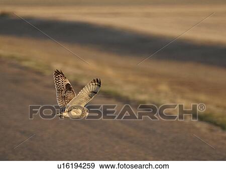Stock Photo - western, owl, saskatchewan, scenic, flight, shorteared. Fotosearch