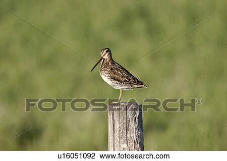 Stock Image - western, snipe, saskatchewan, scenic, post, common. Fotosearch