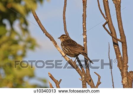 Stock Image - western, sparrow, saskatchewan, scenic, tree, song. Fotosearch