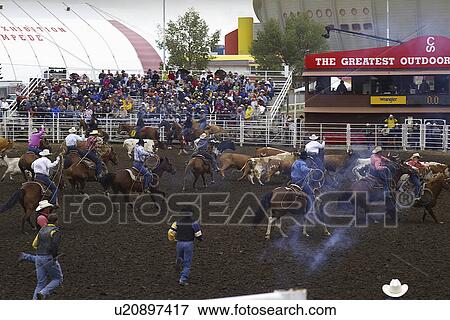 Stock Photo - western, stampede, milking, cow, wild, calgary. Fotosearch