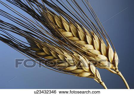 wheat, vilanova, background, blue, tenons View Large Photo Image Stock Photograph - wheat, vilanova, background, blue, tenons. Fotosearch