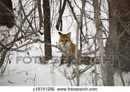 Stock Image - widest, fox, foxes, familiar, vulpes, red. Fotosearch