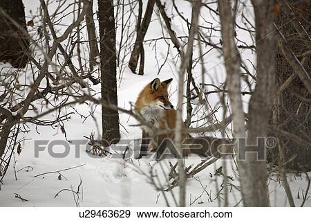 widest, fox, foxes, familiar, vulpes, red View Large Photo Image Stock Photo - widest, fox, foxes, familiar, vulpes, red. Fotosearch