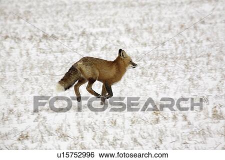 Stock Photograph - widest, fox, foxes, familiar, vulpes, red. Fotosearch
