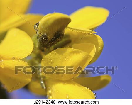wildflowers, wildflower, saskatchewan, yellow View Large Photo Image Stock Photo - wildflowers, wildflower, saskatchewan, yellow. Fotosearch