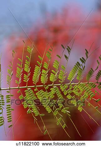 Stock Image - wildlife, flora, usa, florida, scenic, colorful. Fotosearch