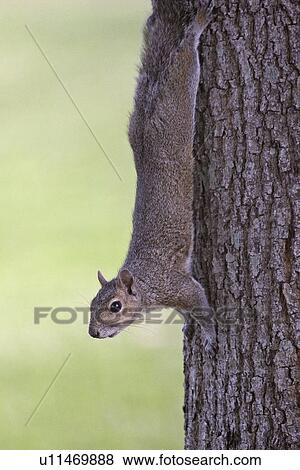 wildlife, tree, usa, florida, scenic, squirrel View Large Photo Image Stock Photo - wildlife, tree, usa, florida, scenic, squirrel. Fotosearch