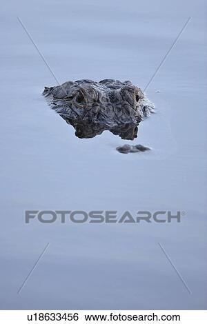 Stock Photograph - wildlife, water, usa, florida, scenic, alligator. Fotosearch