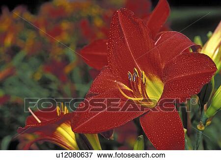 Stock Photo - york, red, new, hemerocallis, monarch, daylilies. Fotosearch