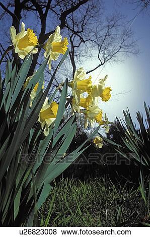 Stock Photo - york, rising, new, daffodils, behind, sun. Fotosearch