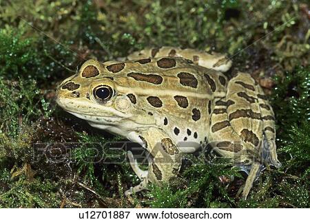 بالغ ضفدع النمر شمالي Rana Pipens ألبرتا Canada ألبوم الصور U12701887 Fotosearch
