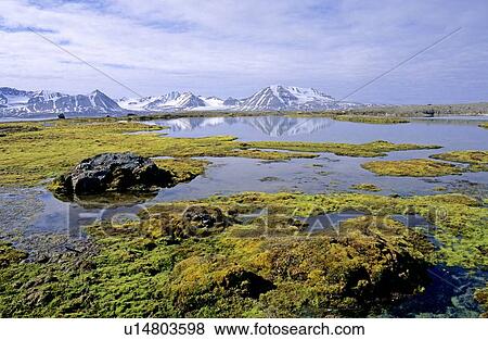 ツンドラ 湖 囲まれた によって コケ Kongsfjorden Svalbard 群島 北極である Norway 写真館 イメージ館 U Fotosearch