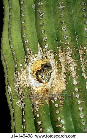 成人 妖精 フクロウ Micrathene Whitneyi ねぐらにつく 中に Abandonned キツツキ 穴 中に A Saguaro サボテン Sonoran の 砂漠 アリゾナ Usa 写真館 イメージ館 U Fotosearch