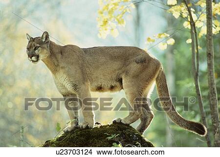 puma animal canada