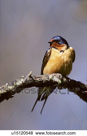 Adult Male Barn Swallow Hirundo Rustica Southern Ontario