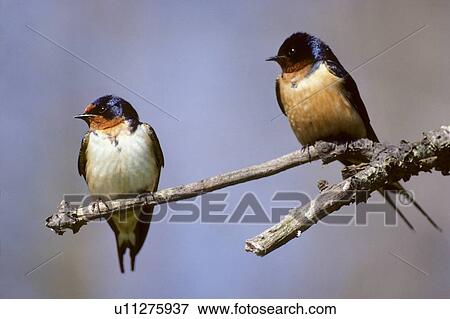 Male And Female Barn Swallows Hirundo Rustica Perching Near