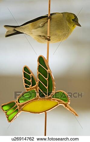 American Goldfinch Carduelis Tristis Perched On Stained Glass