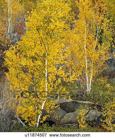  Bouleau  blanc arbres  dans automne couleur  vif 