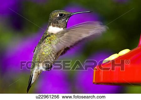 Ruby Throated Hummingbird Archilochus Colubris Male Hovering