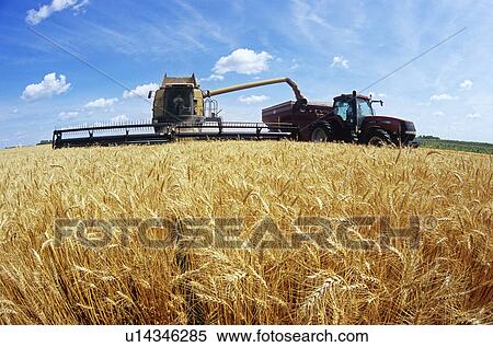 أقات أثناء الشتاء حصاد القمح على مقربة من Oakbank مانيتوبا Canada معرض الصور الفوتوغرافية U14346285 Fotosearch