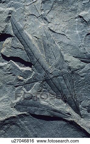 化石 の Stikine グランドキャニオン ブリティッシュコロンビア Canada 画像コレクション U Fotosearch