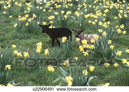 Kucuk Siyah Kuzu Icinde Fulya Tarla Vancouver Adasi British Columbia Canada Hazir Goruntu U22906491 Fotosearch