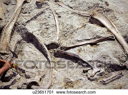 dinosaur provincial park fossils