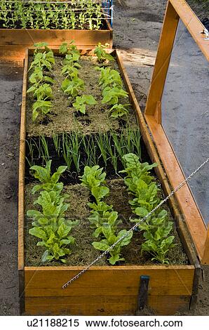 Raised Vegetable Garden Beds Lasagne Garden With Screened