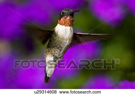 Ruby Throated Hummingbird Archilochus Colubris Male Hovering