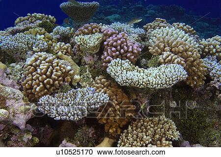 花椰菜 珊瑚 Pocillopora Spp Namu 環礁 馬紹爾群島 N Pacific 種類最齊全的圖像 U Fotosearch