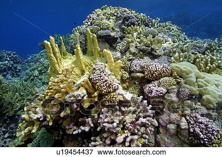 高度 多种多樣 珊瑚礁 Mainly 火珊瑚 Millepora Platyphylla 以及 花椰菜 珊瑚 Pocillopora Meandrina Namu 環礁 馬紹爾群島 N Pacific 影像 U Fotosearch
