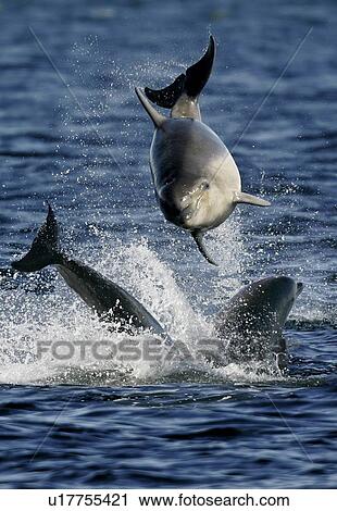3 young Bottlenose Dolphin calves (Tursiops truncatus) having fun together. Moray Firth, Scotland. (Pls check restrictions) View Large Photo Image Stock Image - 3 young Bottlenose Dolphin calves (Tursiops truncatus) having fun together. Moray Firth, Scotland. (Pls check restrictions). Fotosearch