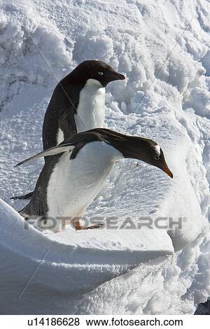 A banded adult Adelie penguin (Pygoscelis adeliae) watches as a gentoo penguin approaches an ice cornice on Barrentos Island in the Aitcho Island Group, South Shetland Islands, Antarctica. View Large Photo Image Stock Photo - A banded adult Adelie penguin (Pygoscelis adeliae) watches as a gentoo penguin approaches an ice cornice on Barrentos Island in the Aitcho Island Group, South Shetland Islands, Antarctica. . Fotosearch