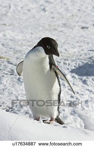 A banded Adult Adelie penguin (Pygoscelis adeliae) resting among gentoo and chinstrap colonies on Barrentos Island in the Aitcho Island Group, South Shetland Islands, Antarctica. Note the flipper band on the left wing. View Large Photo Image Stock Photo - A banded Adult Adelie penguin (Pygoscelis adeliae) resting among gentoo and chinstrap colonies on Barrentos Island in the Aitcho Island Group, South Shetland Islands, Antarctica. Note the flipper band on the left wing.. Fotosearch