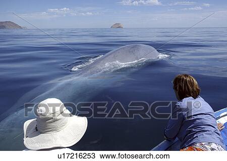 A blue whale (Balaenoptera musculus) surfaces alongside a panga with tourists. The tiny dorsal fin is visible to the left of the white hat. Gulf of California. View Large Photo Image Stock Image - A blue whale (Balaenoptera musculus) surfaces alongside a panga with tourists. The tiny dorsal fin is visible to the left of the white hat. Gulf of California.. Fotosearch