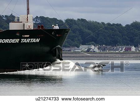 A Bottlenose dolphin (Tursiops truncatus) bow riding with a ship near Chanonry Point, with the houses of Arderseir in the background. Moray Firth, Scotland View Large Photo Image Stock Image - A Bottlenose dolphin (Tursiops truncatus) bow riding with a ship near Chanonry Point, with the houses of Arderseir in the background. Moray Firth, Scotland. Fotosearch