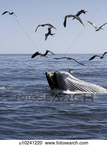 Stock Image - A Brydes whale (Balaenoptera edeni) feeding with associated frigate birds. Gulf of California. (rr). Fotosearch