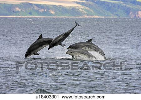 A calf and three adult bottlenose dolphins (Tursiops truncatus) breaching from the water, Moray Firth, Scotland View Large Photo Image Stock Image - A calf and three adult bottlenose dolphins (Tursiops truncatus) breaching from the water, Moray Firth, Scotland. Fotosearch